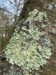 Attēlu rezultāti vaicājumam “Flavoparmelia caperata”