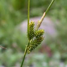 Attēlu rezultāti vaicājumam “Carex viridula”