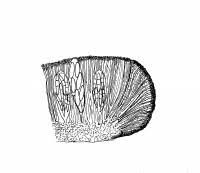 Attēlu rezultāti vaicājumam “Arthonia leucopellaea”