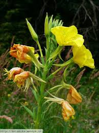 Attēlu rezultāti vaicājumam “Oenothera biennis fruit”
