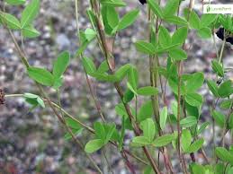 Attēlu rezultāti vaicājumam “Trifolium spadiceum”