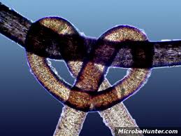 Image result for human hair microscope image