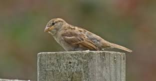 Attēlu rezultāti vaicājumam “Passer domesticus juvenile”