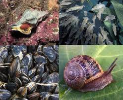 Attēlu rezultāti vaicājumam “Mollusca”