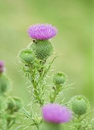 Attēlu rezultāti vaicājumam “Cirsium vulgare”