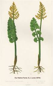 Attēlu rezultāti vaicājumam “Botrychium lunaria”