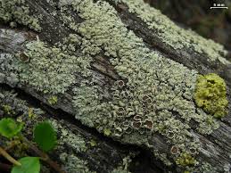 Attēlu rezultāti vaicājumam “Parmeliopsis ambigua”