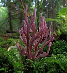 Attēlu rezultāti vaicājumam “Clavulinopsis cinerioides”