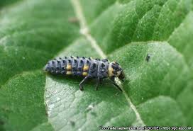 Attēlu rezultāti vaicājumam “Coccinella septempunctata imago”