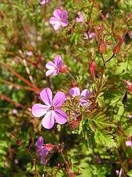 Attēlu rezultāti vaicājumam “Geranium robertianum fruit”
