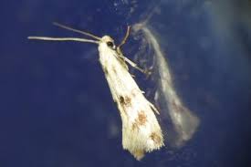 Attēlu rezultāti vaicājumam “Elachista maculicerusella”