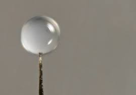 Attēlu rezultāti vaicājumam “Lamproderma pseudomaculatum stalked”