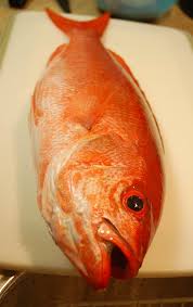 Image result for Rhomboplites aurorubens