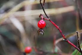 Attēlu rezultāti vaicājumam “Rosa majalis fruit”