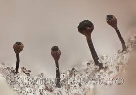 Attēlu rezultāti vaicājumam “Calicium salicinum”