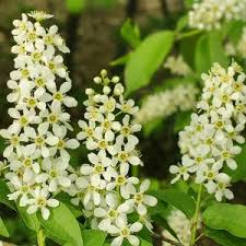 Attēlu rezultāti vaicājumam “Prunus padus var. roseiflora”