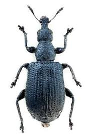 Attēlu rezultāti vaicājumam “Attelabidae”