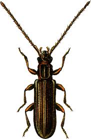 Attēlu rezultāti vaicājumam “Dendrophagus crenatus”