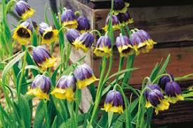 Attēlu rezultāti vaicājumam “Pterocarya fraxinifolia male flower”
