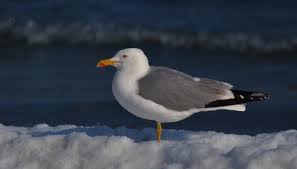 Attēlu rezultāti vaicājumam “Grus grus adult”