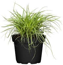 Attēlu rezultāti vaicājumam “Carex caryophyllea flower”