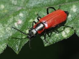 Attēlu rezultāti vaicājumam “Anthocomus rufus”