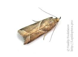 Attēlu rezultāti vaicājumam “Nyctegretis lineana”