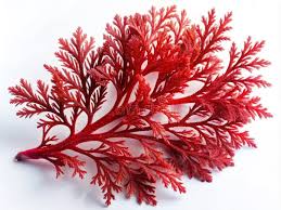 Attēlu rezultāti vaicājumam “Rhodophyta”