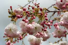 Attēlu rezultāti vaicājumam “Prunus (sakura)”