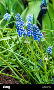 Attēlu rezultāti vaicājumam “Muscari armeniacum flower”