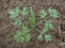 Image result for Fumaria officinalis