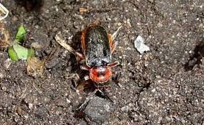 Attēlu rezultāti vaicājumam “Cantharis fusca larva”