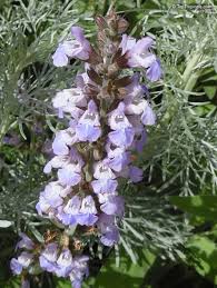 Image result for Salvia officinalis