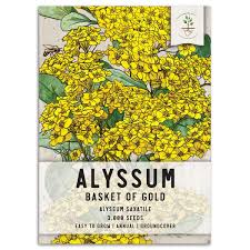 Image result for Alyssum saxatile