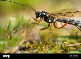 Attēlu rezultāti vaicājumam “Ichneumonidae imago”