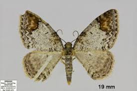 Attēlu rezultāti vaicājumam “Venusia blomeri”