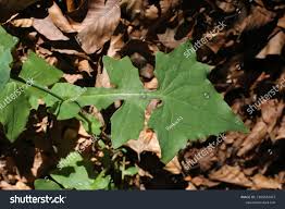 Attēlu rezultāti vaicājumam “Mycelis muralis leaf”