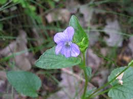 Attēlu rezultāti vaicājumam “Viola canina flower”