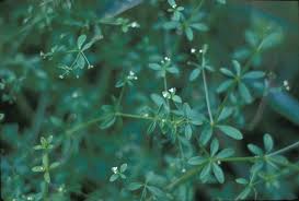 Attēlu rezultāti vaicājumam “Galium trifidum”