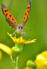 Attēlu rezultāti vaicājumam “Boloria aquilonaris upperside”