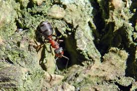 Attēlu rezultāti vaicājumam “Formica rufa”