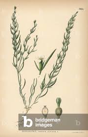 Attēlu rezultāti vaicājumam “Thesium alpinum”