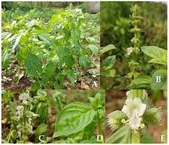 Attēlu rezultāti vaicājumam “Ocimum basilicum flower”