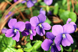 Image result for violet