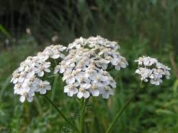 Image result for Achillea millefolium