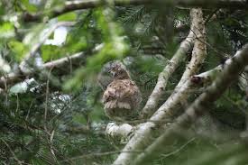 Attēlu rezultāti vaicājumam “Tetrastes bonasia juvenile”