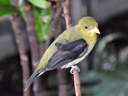 Image result for Piranga olivacea