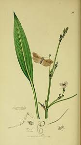 Attēlu rezultāti vaicājumam “Pelosia muscerda”