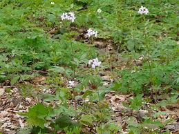 Attēlu rezultāti vaicājumam “Cardamine bulbifera leaf”