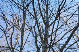 Attēlu rezultāti vaicājumam “Padus avium”